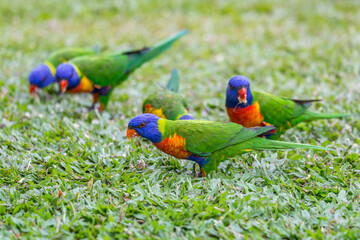Rainbow Lorikeets sitting on Meadow and Feeding, Queensland, Australia.