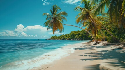 Fototapeta premium A beautiful beach with palm trees and a clear blue ocean
