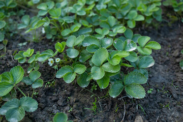 Strawberry leaves background. Close-up view of fresh green garden strawberry plant leaves from above position. Green foliage texture. High quality photo