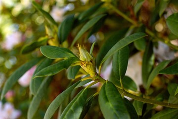 rhododendron bush flowers in one of the courtyards of the city of Munich. blooming rhododendron bud