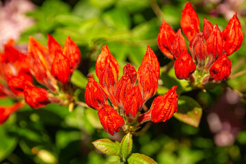 rhododendron bush flowers in one of the courtyards of the city of Munich