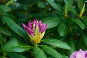 rhododendron bush flowers in one of the courtyards of the city of Munich. blooming rhododendron bud