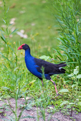 Close-Up of Purple Swamphen walking through Grassland, Queensland, Australia.