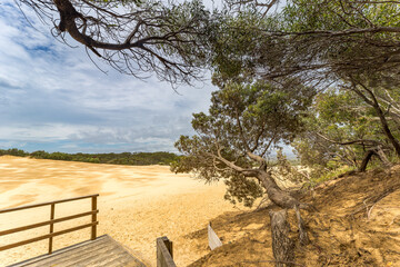 Tree and Viewing Platform on Sand Dune at Carlo Sand Blow and Rocks of Rainbow Beach, Queensland, Australia.