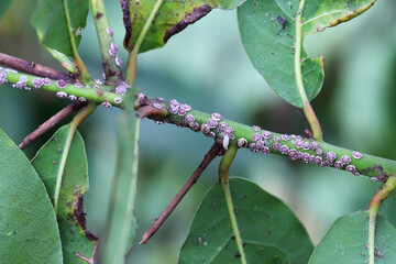 White wax scale insects Ceroplastes sp. on new wood of laurel plant.