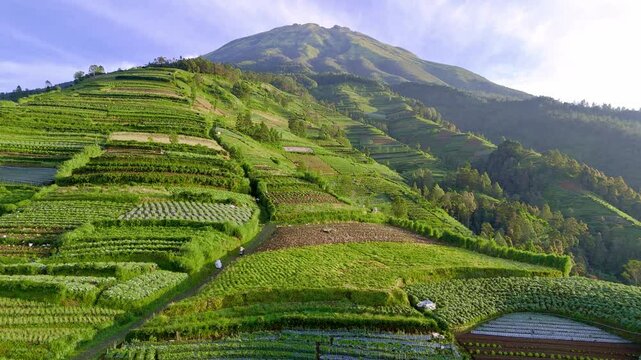 Beautiful green plantation on the slope of mountain. 4K aerial view green vegetable plantation. Mt.Sumbing, Indonesia. Drone view.