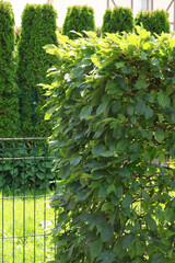 Carefully trimmed hornbeam bushes against background of thuja trees. Garden and hedge maintenance....