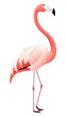 Obraz premium PNG Flamingo animal bird side view.