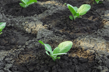 tobacco grows in the ground on a tobacco farm     