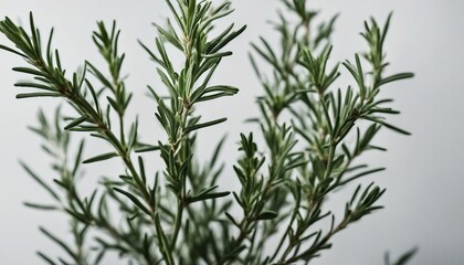Rosemary branches on a white background with green leaves.