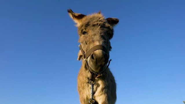 A donkey with a brown bridle stands against a blue sky. The donkey's expression is serious and focused.