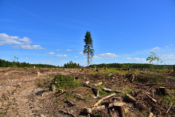 Deforestation and forest clearance. Illegal logging. Forest destruction, felling trees. Cutting...