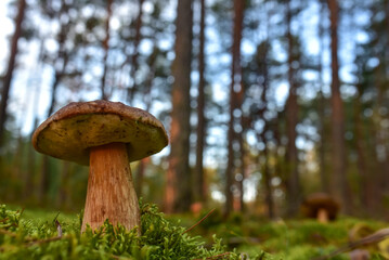 Mushroom. King Pine Bolete in moss at forest. White Mushroom Fungal Mycelium in wildlife. Edible Big Boletus mushrooms at woodland. Single bolete mushrooms. Porcini Cep mushrooming season.