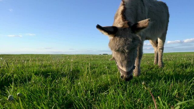A close-up of a donkey grazing in a meadow against a blue sky.