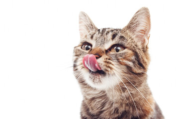 Obraz premium Lovely brown gray tabby Kitty Licking screen on Isolated