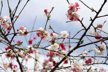 Branches of sakura flowers, cherry blossom