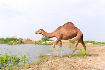 camel walking on desert