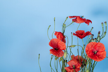 Close up of red poppies on blue background.