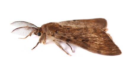 Spongy Moth (Lymantria dispar), isolate on white, top view
