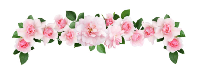 Beautiful pink rose flowers and leaves in a floral border isolated on white or transparent background