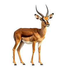 A detailed illustration of an antelope with distinctive horns, standing gracefully against a plain white background.