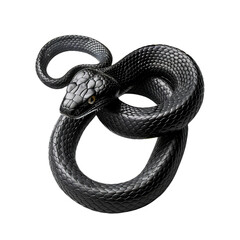 Close-up of a sleek black snake in a coiled position on a white background, displaying its shiny scales and intense gaze.