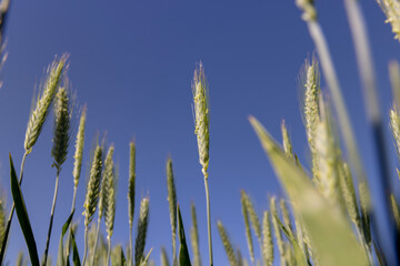 Fototapeta premium agriculture in the summer with a lot of green cereals