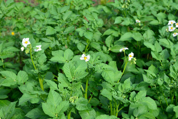 a field of potato seedlings with white flowers 