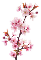 PNG Cherry blossom branch flower plant white.