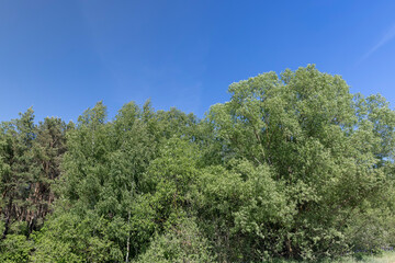 Obraz premium trees in sunny weather against a blue sky background
