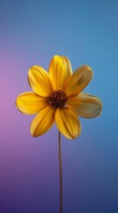 Yellow flower with gradient background, macro photography. Nature and floral concept