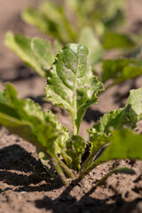 a field with white beetroot for the production of white beet sugar