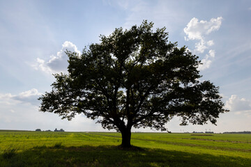 a lonely old oak tree with green foliage growing in a field