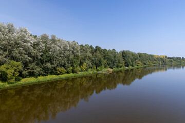 Fototapeta premium trees on the riverbank with a blue sky in summer