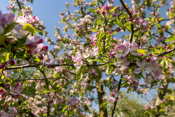 Beautiful pink apple blossoms on a blue sky background