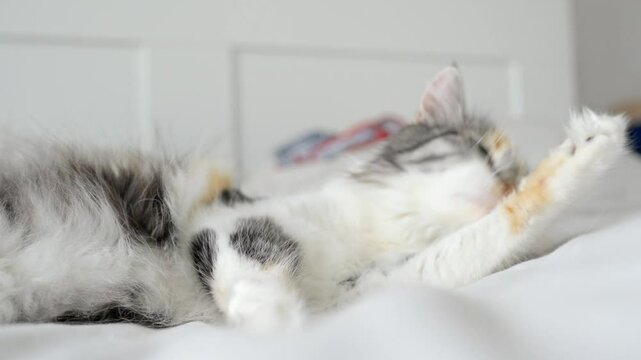 Close up of fluffy cute cat rolling on white sheet bed, scratches head