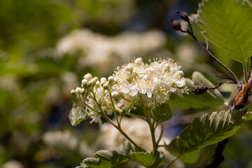 flowering rowan bushes in spring