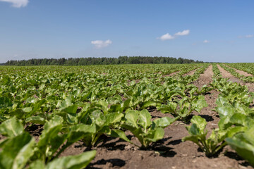 a field with white beetroot for the production of white beet sugar