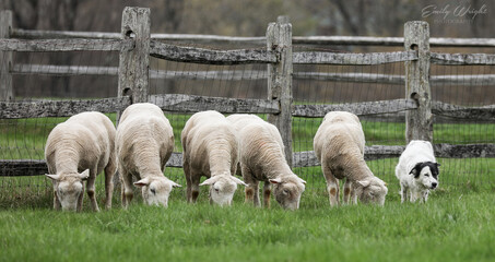 Obraz premium sheep in a field