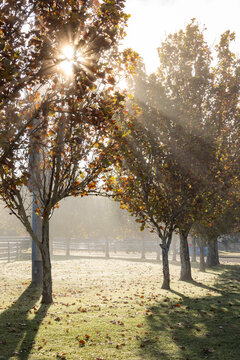 Sunlight filtering through row of deciduous trees in Autumn