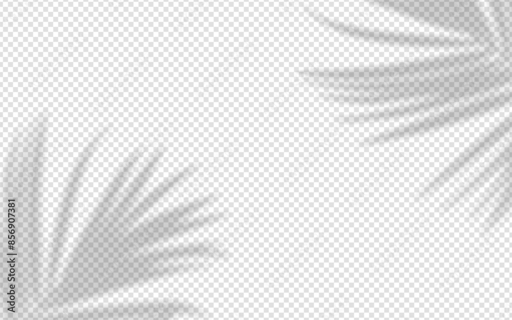 Wall mural shadow overlay from a palm tree branch isolated on a transparent background.