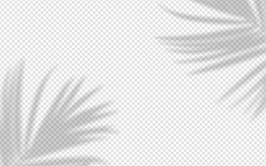 Naklejka premium Shadow overlay from a palm tree branch isolated on a transparent background.