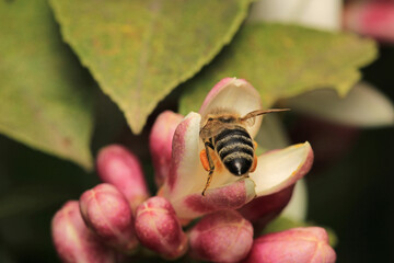 honey bee photo in natural pumpkin flower