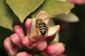 honey bee photo in natural pumpkin flower