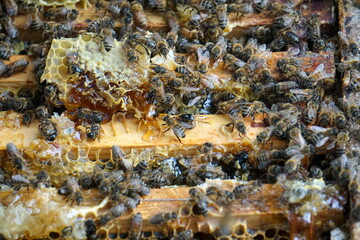 Bees on honeycombs. Close up of honey bee swarm on honeycomb in hive nest, copy space background