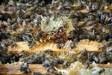 Bees on honeycombs. Close up of honey bee swarm on honeycomb in hive nest, copy space background