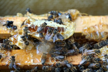 Bees on honeycombs. Close up of honey bee swarm on honeycomb in hive nest, copy space background