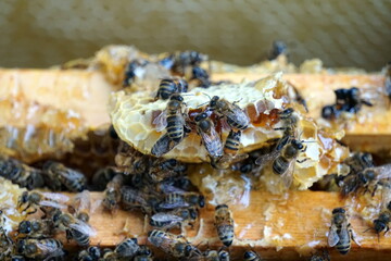 Bees on honeycombs. Close up of honey bee swarm on honeycomb in hive nest, copy space background