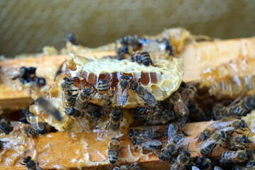 Bees on honeycombs. Close up of honey bee swarm on honeycomb in hive nest, copy space background