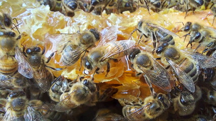 Bees on honeycombs. Close up of honey bee swarm on honeycomb in hive nest, copy space background
